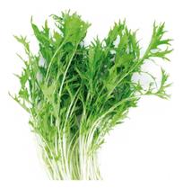 Sementes de Couve Nabeira Midori 1,40gr