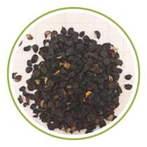 Sementes de Cravo Chabaud Gigante Dobrado Amarelo 100mg - SEEDS