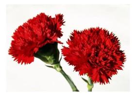 Sementes de Cravo Chabaud Vermelho Gigante Env C/ 100mg