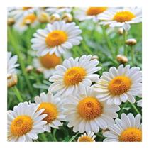 Sementes de Crisantemo Paladusum Branco 200mg