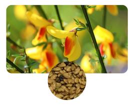 Sementes de Crotalária Breviflora Combate a Dengue - 900gr Sementes de Crotalária Breviflora Combate a Dengue - 900gr