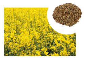 Sementes de Crotalária Ochoroleuca Combate a Dengue - 200gr Sementes de Crotalária Ochoroleuca Combate a Dengue - 200gr