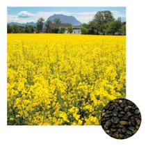 Sementes de Crotalária Spectabilis Combate a Dengue - 3kg Sementes de Crotalária Spectabilis Combate a Dengue - 3kg