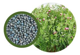 Sementes de Ervilha Forrageira Pac C/ 4kg Sementes de Ervilha Forrageira Pac C/ 4kg