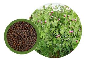 Sementes de Ervilhaca Leguminosa Pac C/ 2Kg Sementes de Ervilhaca Leguminosa Pac C/ 2Kg