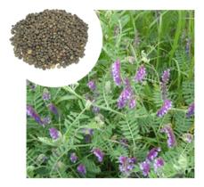 Sementes de Ervilhaca Pac C/ 10KG Sementes de Ervilhaca Pac C/ 10KG