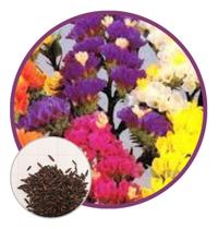 Sementes de Estátice Sinuata 100mg - isla Sementes de Estátice Sinuata 100mg - isla