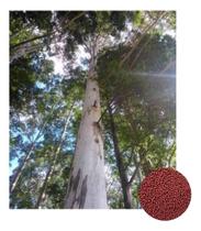 Sementes de Eucalipto Dunni p/ Produção Moirões 1000 pelets