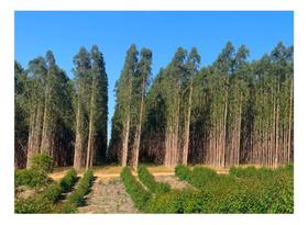 Sementes de Eucalipto Urograndis p/ Produção de Carvão 4g