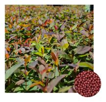Sementes de Eucalipto Urograndis p/ Serralheria 1000PLT Sementes de Eucalipto Urograndis p/ Serralheria 1000PLT