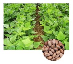 Sementes de Feijão Carioca Estilo - 900gr Sementes de Feijão Carioca Estilo - 900gr