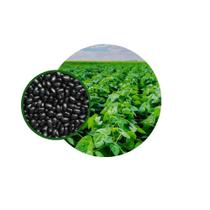 Sementes de Feijão Cultivar IAC 2358 Unamax 10KG