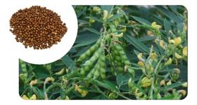 Sementes de Feijao Guandu Anao Pac C/ 500gr