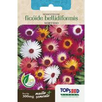Sementes de Ficoide Bellidiformis 300mg Brilhosas Sortida Flores Jardins Vasos