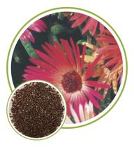 Sementes de Ficóide Sortido 250mg - SEEDS Sementes de Ficóide Sortido 250mg - SEEDS