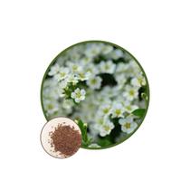 Sementes de Flor de Mel-Alyssum 200mg Sementes de Flor de Mel-Alyssum 200mg
