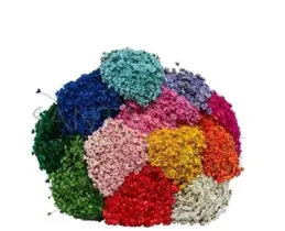 Sementes De Flor Sempre Viva Sobrada P/ Vasos E Jardins