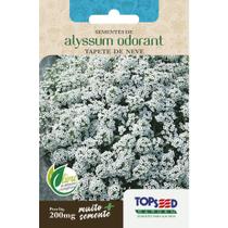 Sementes de Flores Alyssum Odorant 200mg Tapete de Neve Jardins Vasos