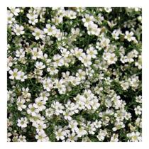 Sementes de Gipsofila Mosquitinho Branco 300mg