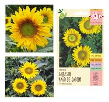 Sementes de Girassol de Jardim Anão Env C/ 800mg de Sementes