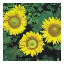 Sementes de Girassol de Jardim Anao Pac C/ 50G de Sementes Sementes de Girassol de Jardim Anao Pac C/ 50G de Sementes