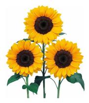 Sementes de Girassol Hibrido Vincents Ii Choice Cartela c/ 100 Sementes Sementes de Girassol Hibrido Vincents Ii Choice Cartela c/ 100 Sementes