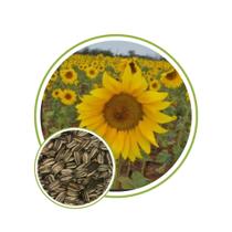 Sementes de Girassol Multisol 500g