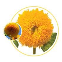 Sementes De Girassol Sungold Anão Dobrado 3gr de Sementes Sementes De Girassol Sungold Anão Dobrado 3gr de Sementes