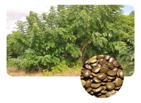 Sementes de Gliricidia Sepium Pac C/ 1KG Sementes de Gliricidia Sepium Pac C/ 1KG