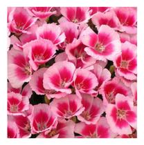 Sementes de Godetia Dobrada Sortida Env C/ 230mg