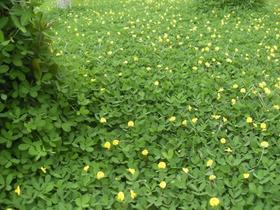Sementes De Grama Amendoim de 500g jardim