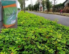 Sementes De Grama Amendoim de 500g Sementes De Grama Amendoim de 500g
