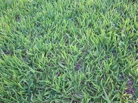 Sementes de Grama Batatais 2 kg - para gramado Sementes de Grama Batatais 2 kg - para gramado