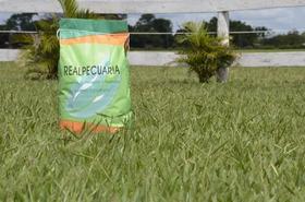 Sementes De Grama Batatais 5 Kg