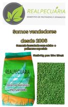 Sementes De Grama Batatais Incrustada 5 Kg para jardim