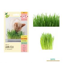 Sementes de Grama Félix - Linha Pet / Grama para Gatos