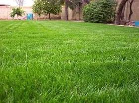 Sementes de Grama PHD de 2 kg Sementes de Grama PHD de 2 kg