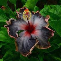 Sementes de Hibisco Lioder Black Rainbow 20 Unidades Tropical
