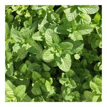 Sementes de Hortelã ou Menta Env c/ 100mg de Sementes Sementes de Hortelã ou Menta Env c/ 100mg de Sementes