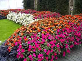 Sementes De Impatiens Waleriana Maria Sem Vergonha