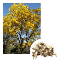 Sementes de Ipe Amarelo do Cerrado - 5 Sementes Sementes de Ipe Amarelo do Cerrado - 5 Sementes