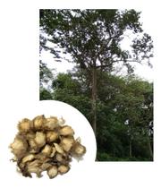 Sementes de Ipe Felpudo 1gr de Sementes Sementes de Ipe Felpudo 1gr de Sementes