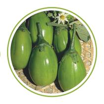 Sementes de Jilo Tingua Verde Claro - 1gr de Sementes