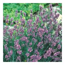 Sementes de Lavanda Alfazema Verdadeira 600m