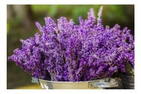 Sementes de Lavanda - Aprox 270 Sementes