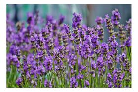 Sementes de Lavanda ou Alfazema Aprox 90 Sementes