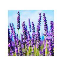Sementes de Lavanda Verdadeira Alfazema 600mg de Sementes Sementes de Lavanda Verdadeira Alfazema 600mg de Sementes