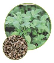 Sementes de Levístíco Erva Maggi 200mg