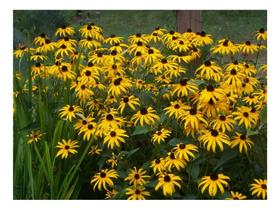 Sementes de Margarida Amarela Rudbeckia - 160mg