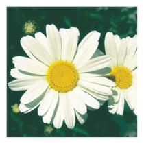 Sementes de Margarida Branca Env C/ 300mg de Sementes